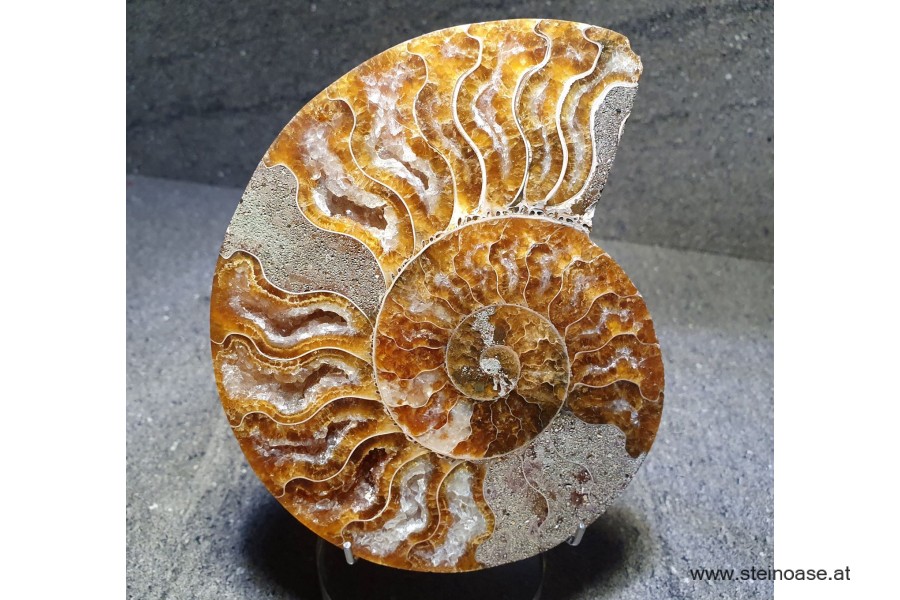 Ammonite Nr.2